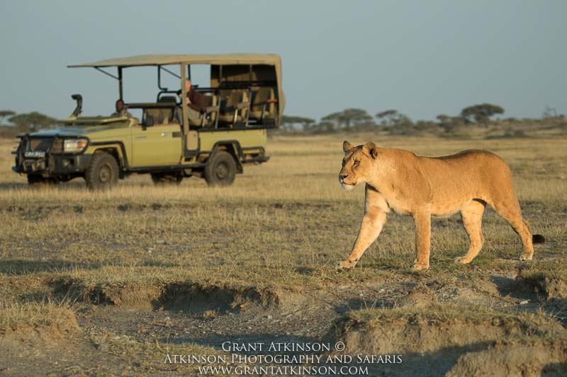 Lioness - Copyright © Grant Atkinson